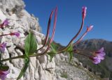 Epilobium algidum