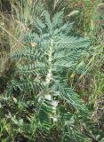 Astragalus sieversianus