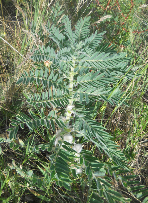 Изображение особи Astragalus sieversianus.