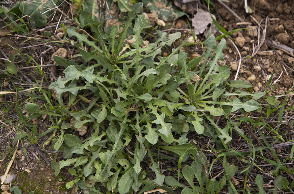 Изображение особи род Taraxacum.