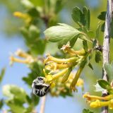 Ribes aureum