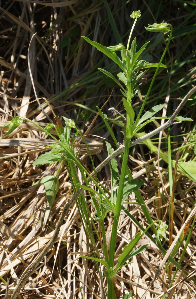 Image of Viola arvensis specimen.