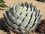 Agave parryi variety truncata. Вегетирующее растение. США, Калифорния, Санта-Барбара, возле Старой Миссии. 18.02.2014.