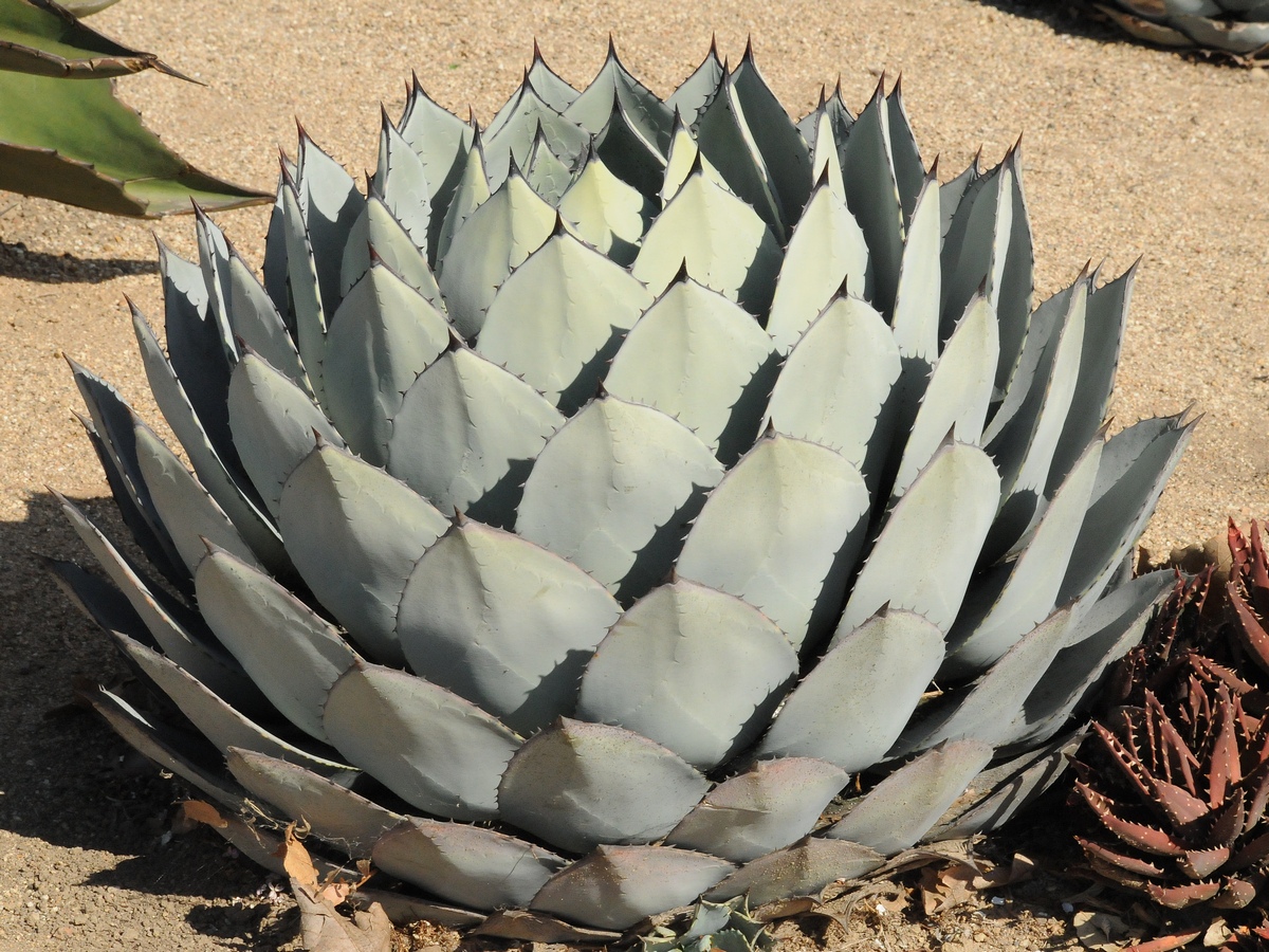 Изображение особи Agave parryi var. truncata.