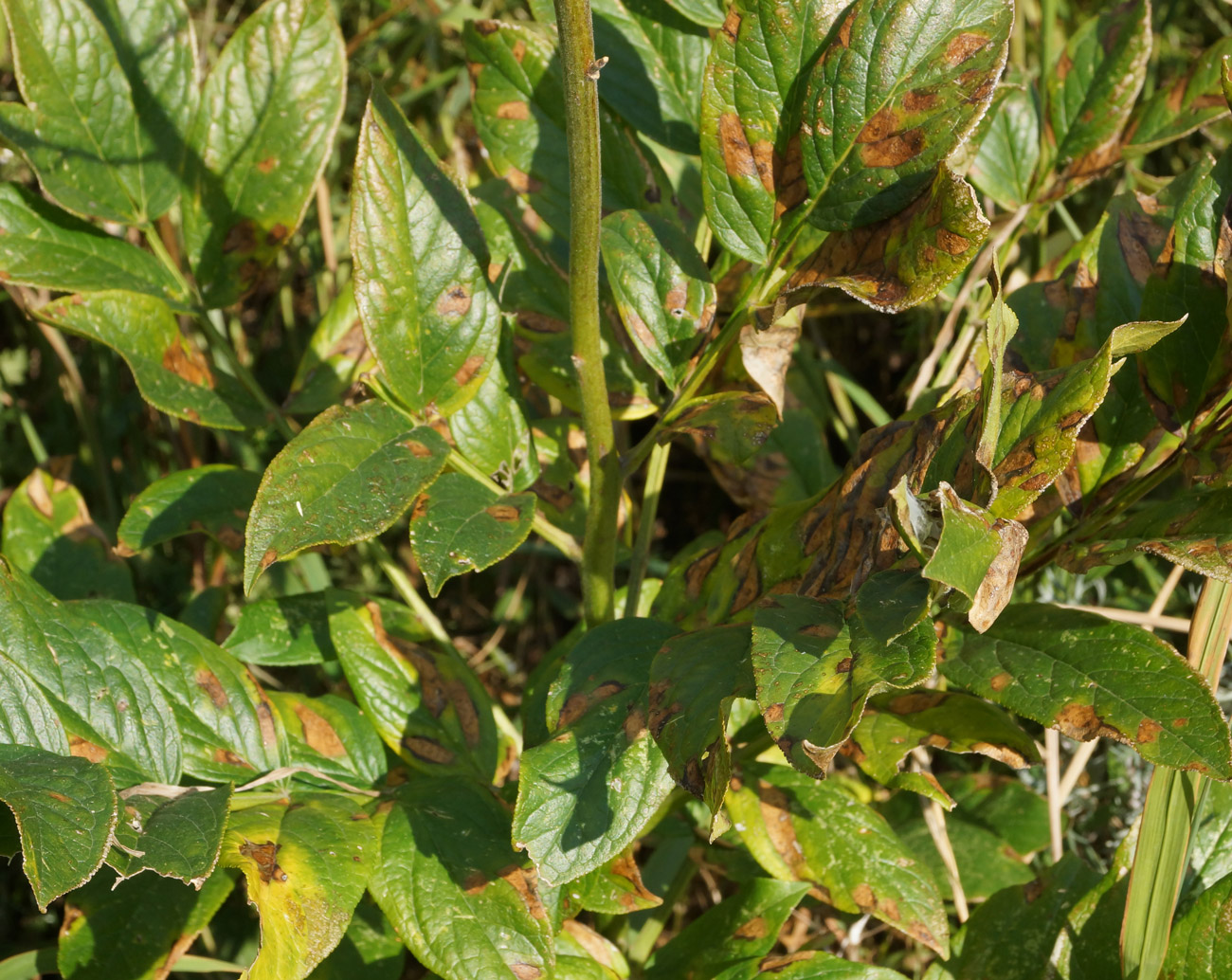 Image of Dictamnus angustifolius specimen.