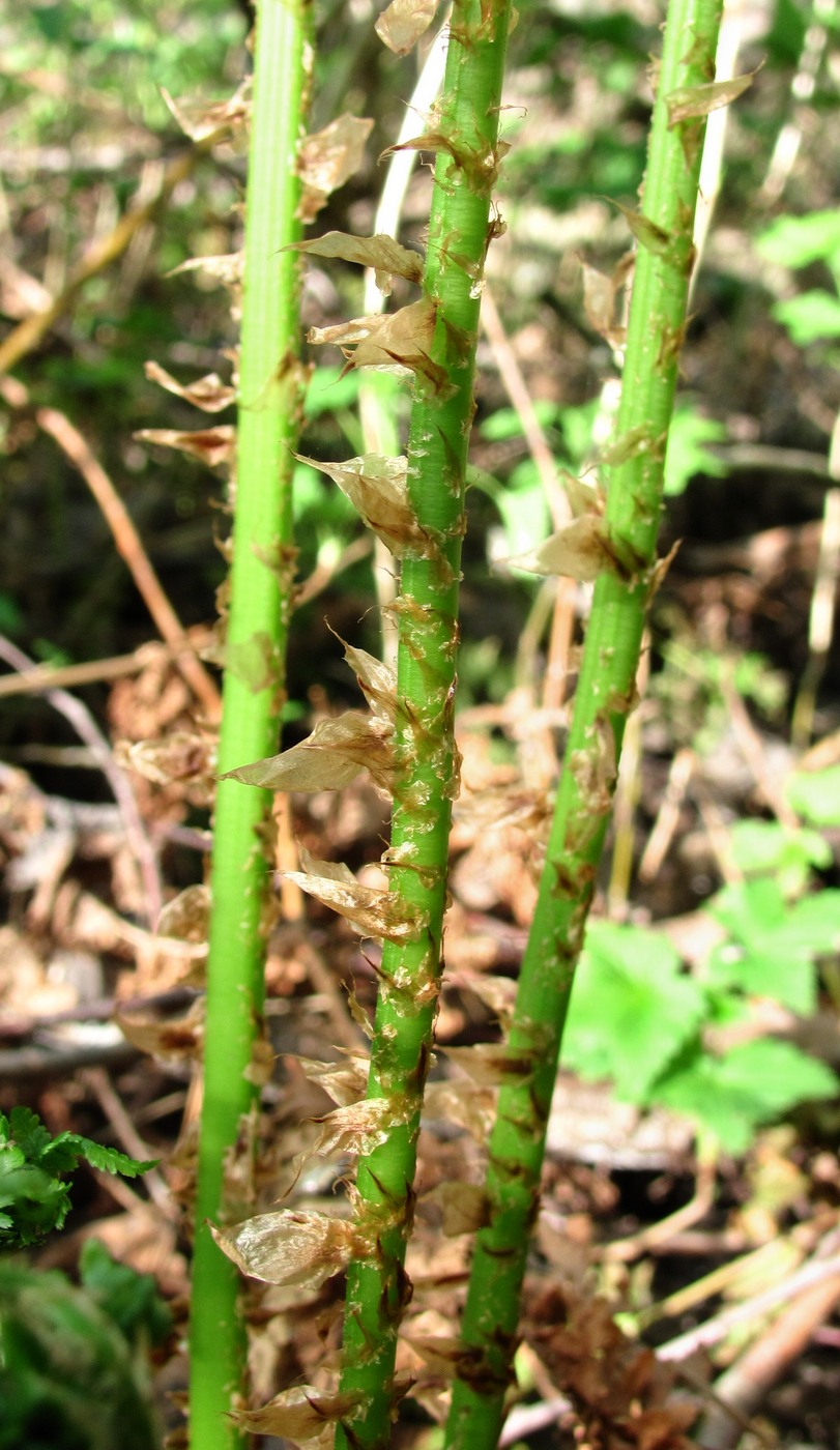 Image of Dryopteris carthusiana specimen.