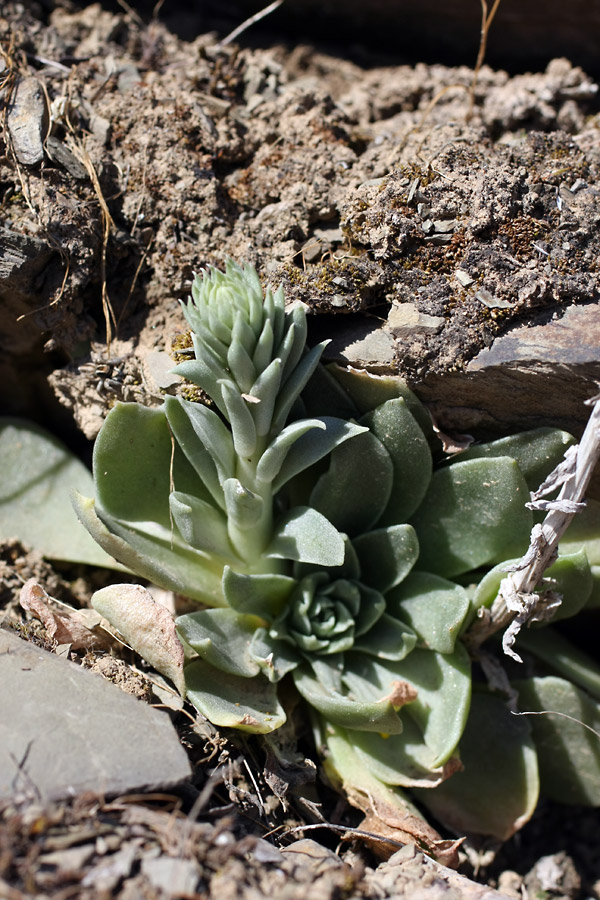 Image of Rosularia subspicata specimen.