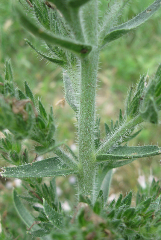 Image of Echium biebersteinii specimen.