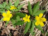 Anemone ranunculoides