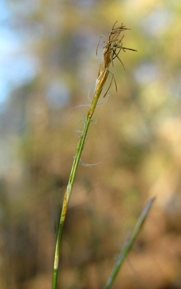 Image of Carex alba specimen.