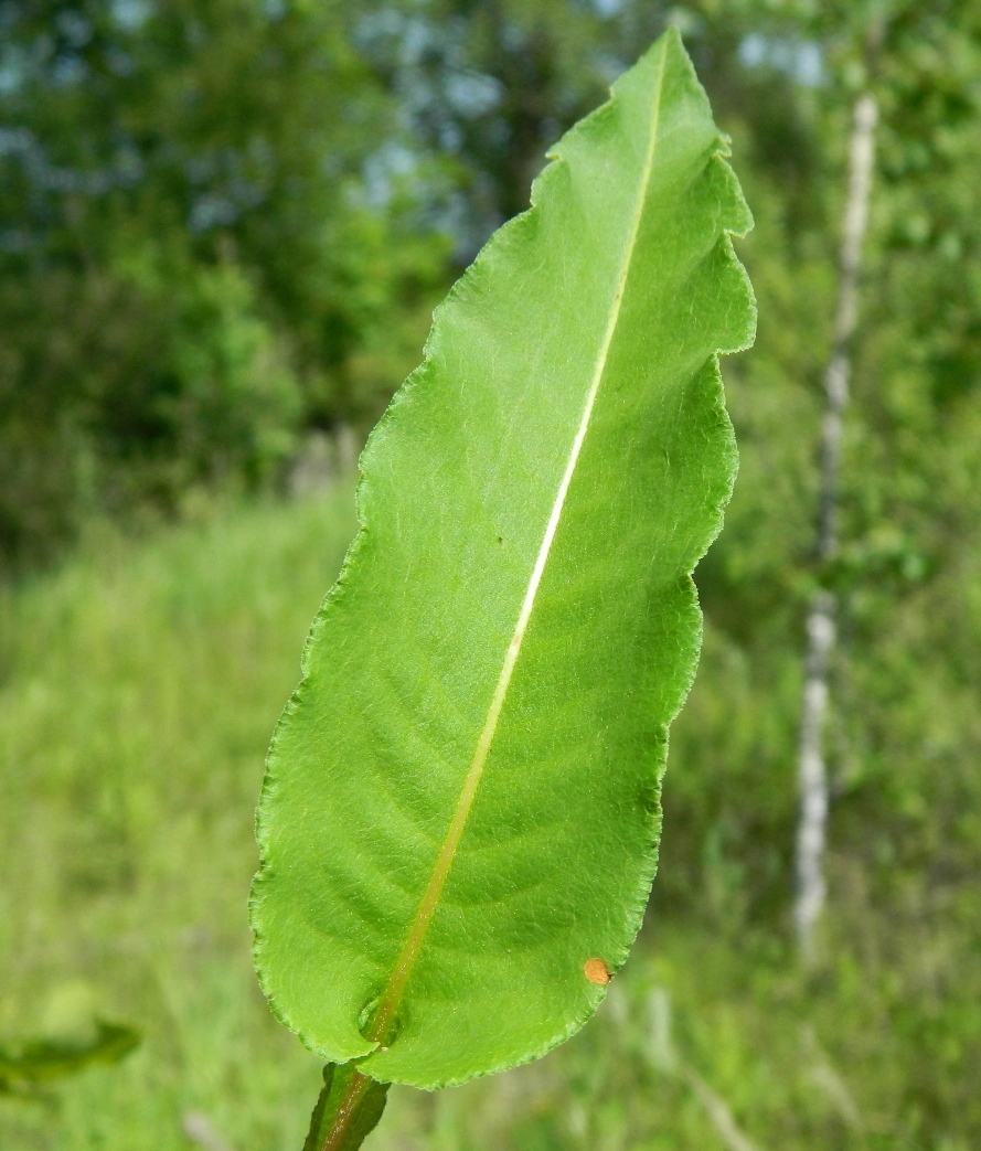 Изображение особи Bistorta officinalis.