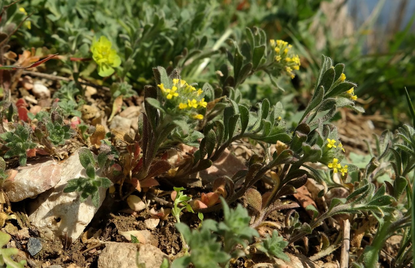 Изображение особи Alyssum simplex.