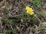 Pulsatilla albana