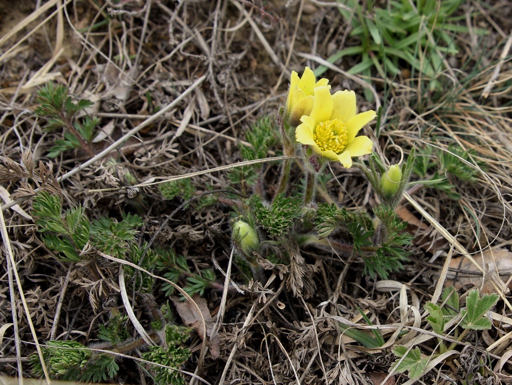 Изображение особи Pulsatilla albana.