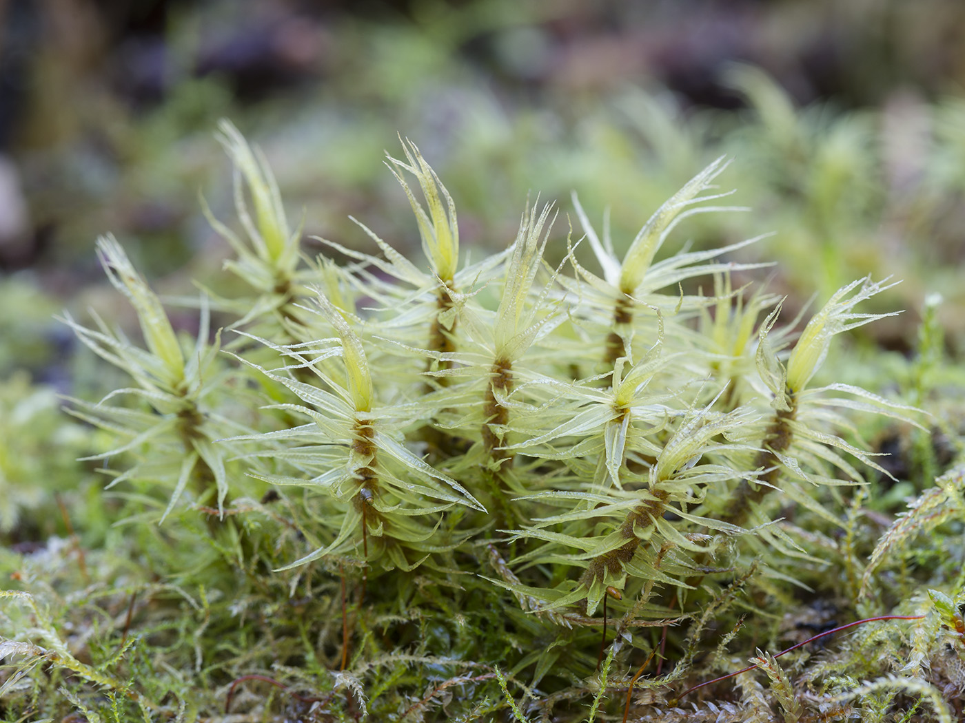 Image of Dicranum polysetum specimen.