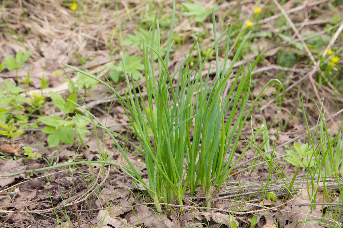 Image of Allium oleraceum specimen.