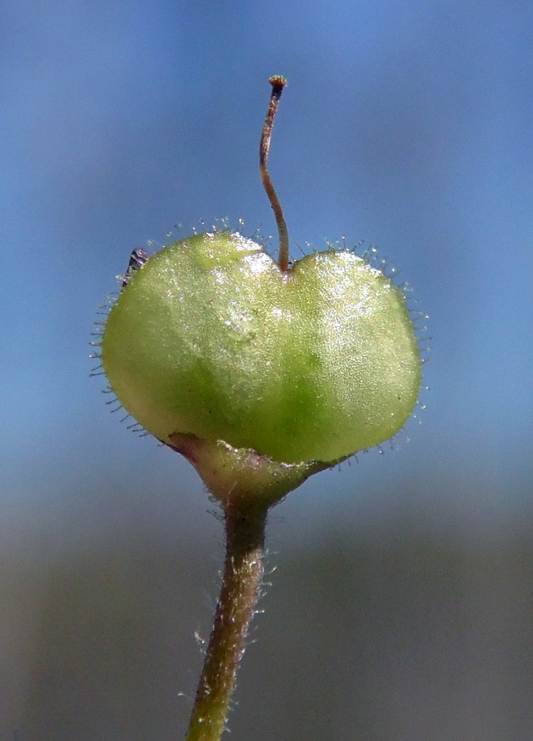 Изображение особи Veronica serpyllifolia.