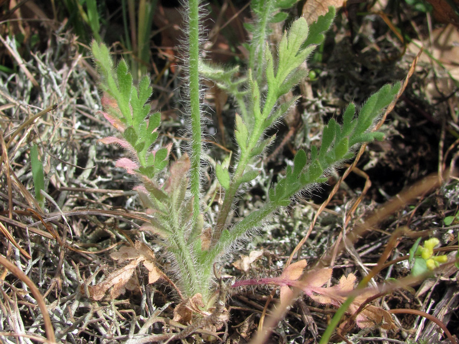 Image of Papaver albiflorum specimen.