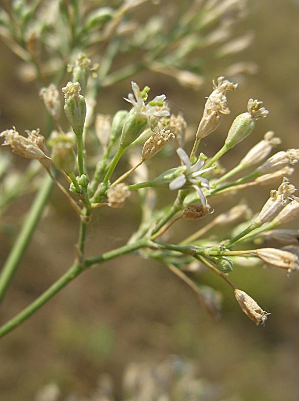 Изображение особи Silene wolgensis.