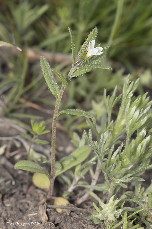 Image of Buglossoides arvensis specimen.