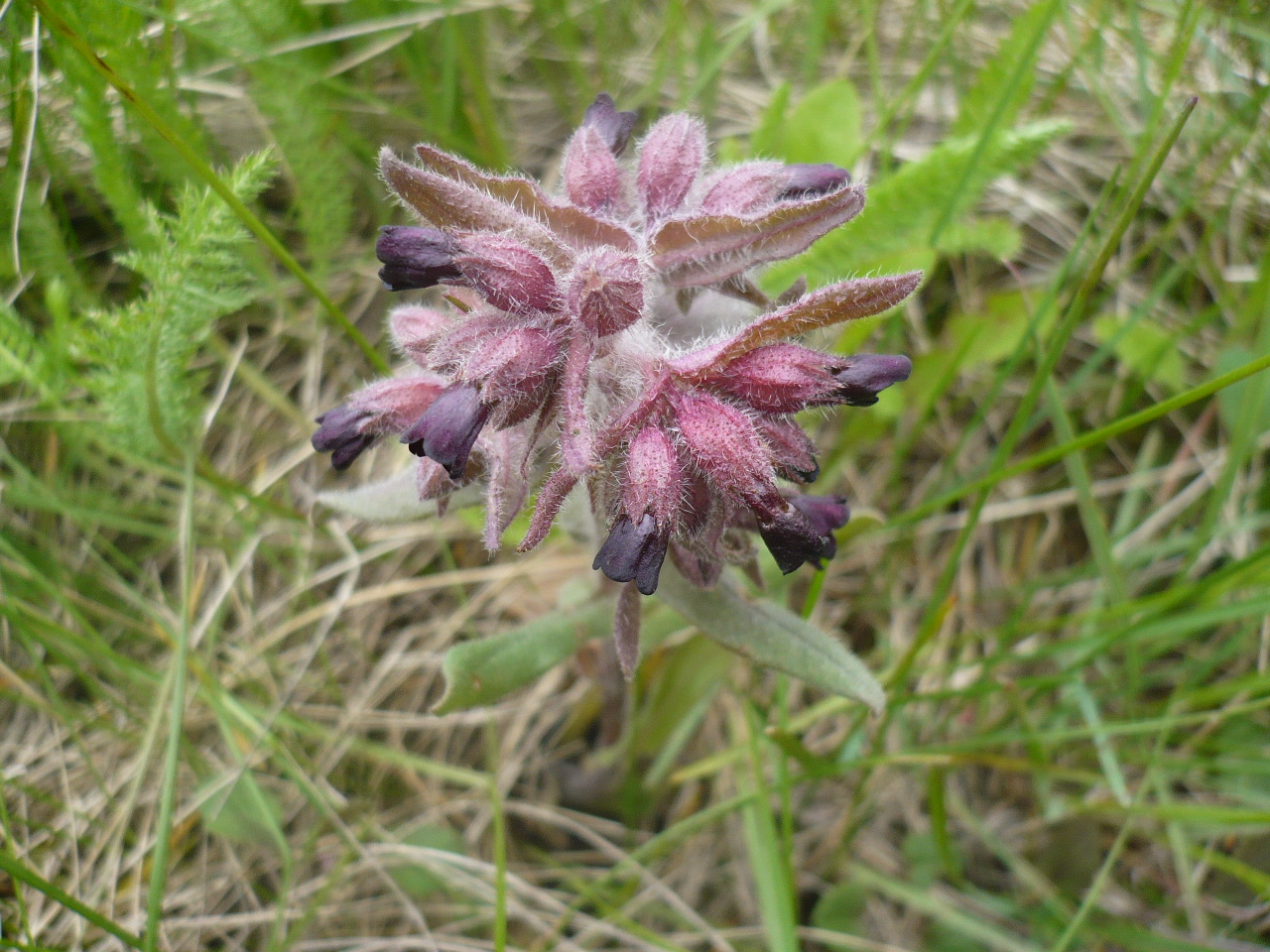 Image of Nonea rossica specimen.