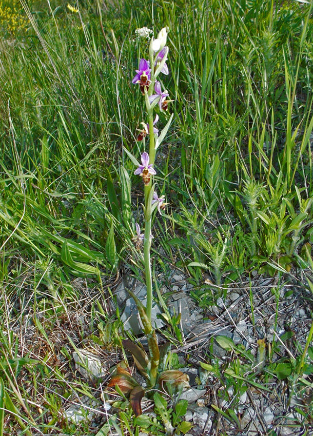 Image of Ophrys oestrifera specimen.