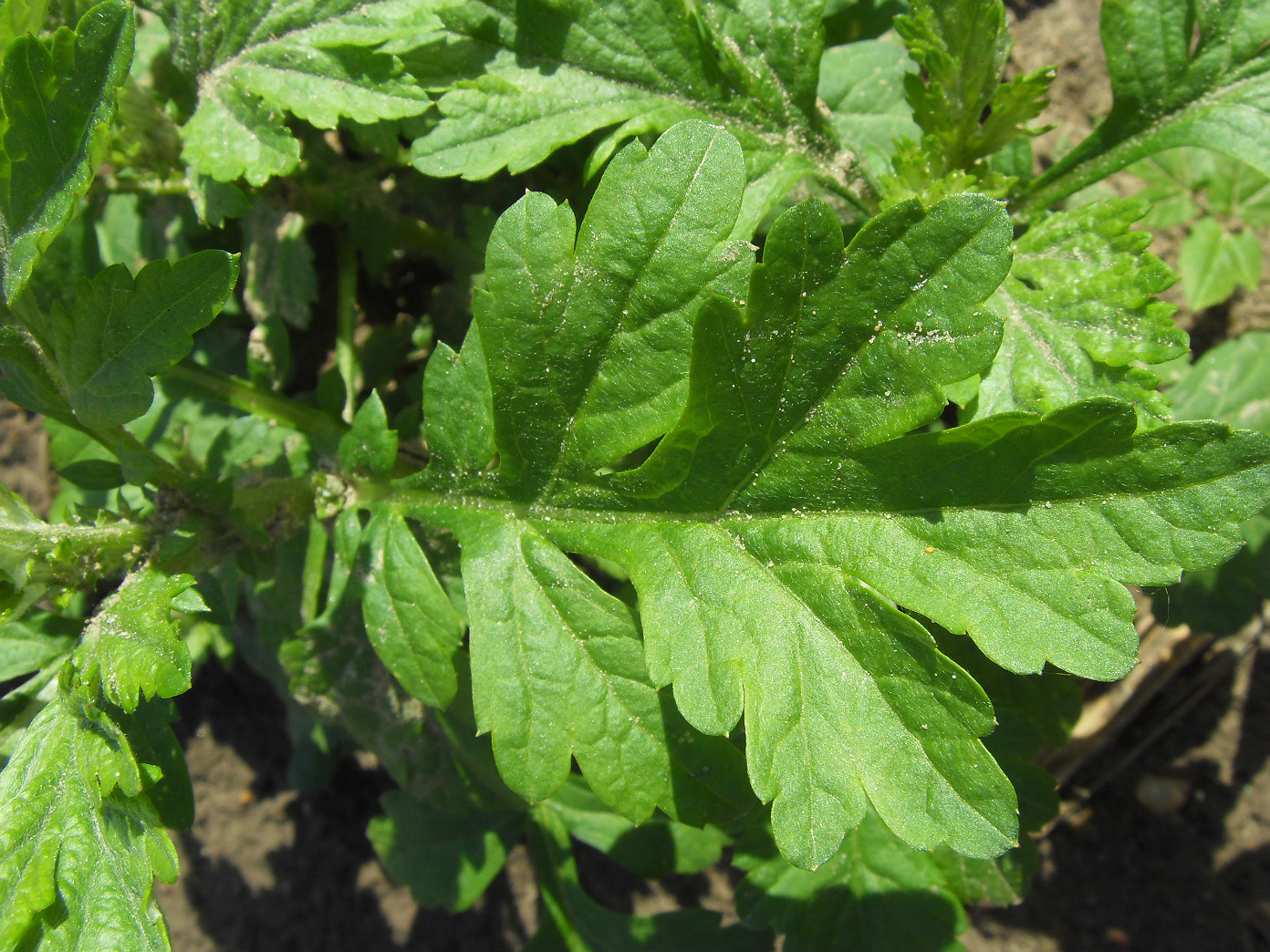 Image of Artemisia vulgaris specimen.