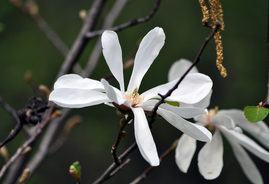 Изображение особи Magnolia stellata.