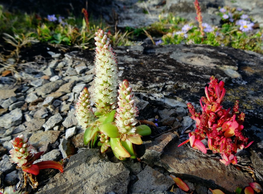 Изображение особи Orostachys maximowiczii.