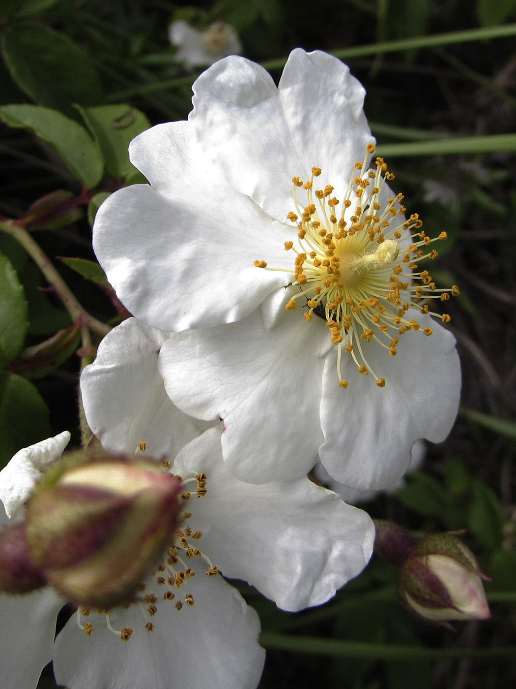 Изображение особи Rosa sempervirens.