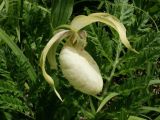 Cypripedium × ventricosum. Цветок. Приморье, окр. г. Находка, на лесной поляне. 28.05.2016.