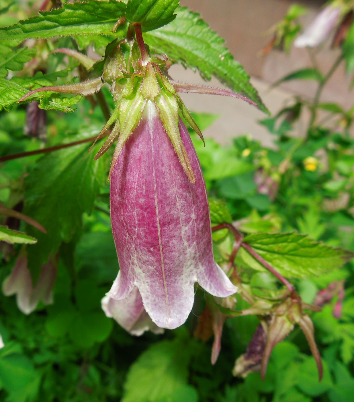 Image of Campanula takesimana specimen.