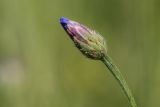 Centaurea cyanus