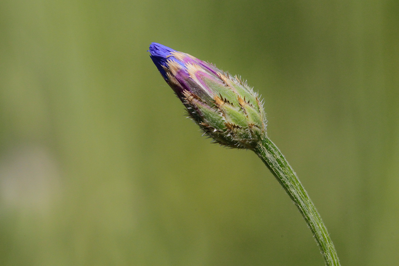 Image of Centaurea cyanus specimen.