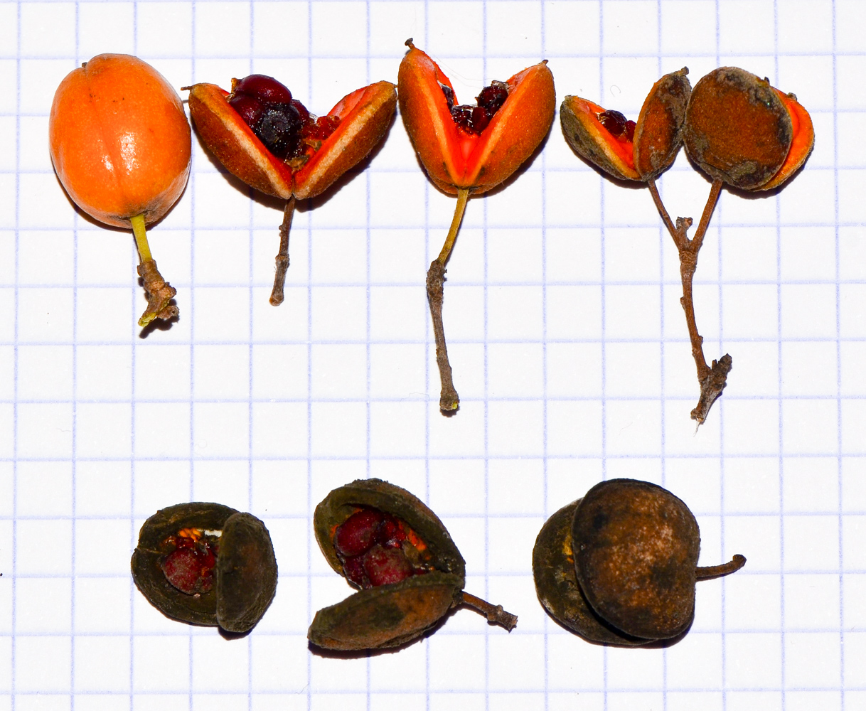 Image of Pittosporum phillyraeoides specimen.