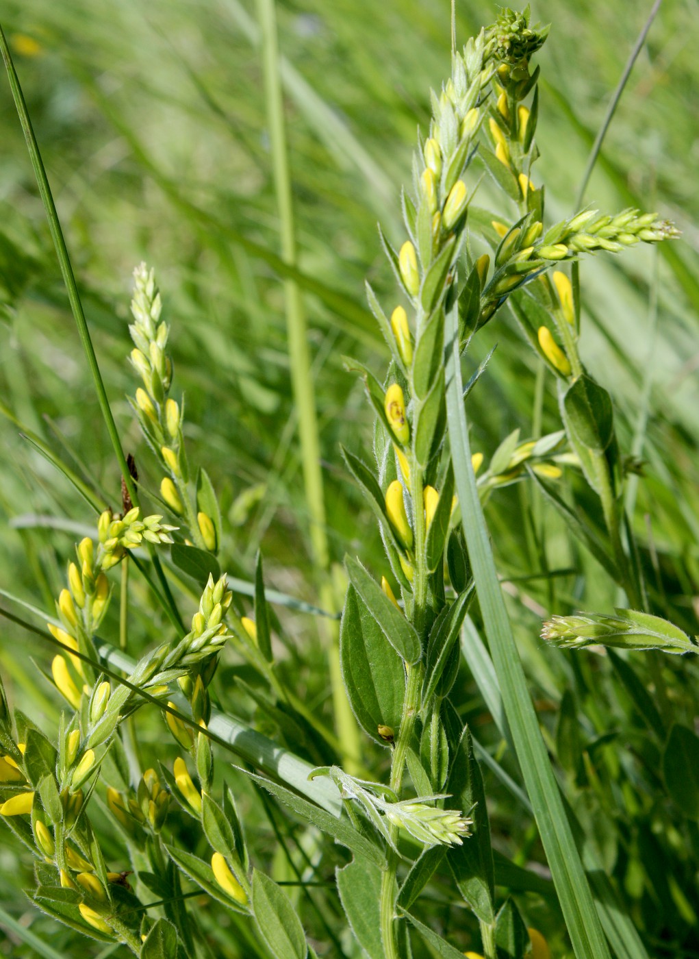 Image of Genista tinctoria specimen.