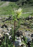 Cirsium obvallatum. Верхушка цветущего растения. Кабардино-Балкария, Эльбрусский р-н, долина р. Ирик, ок. 2600 м н.у.м. 13.07.2016.