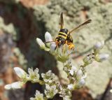 Sedum alberti