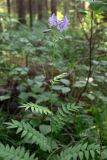 Polemonium caeruleum. Цветущее растение. Свердловская обл., окр. г. Североуральск, травяной сосняк с елью. 13.07.2007.