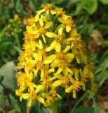 Ligularia altaica