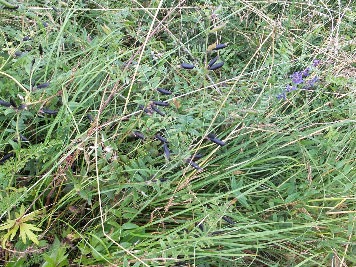 Image of Vicia sepium specimen.