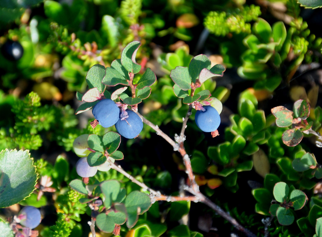 Image of Vaccinium uliginosum specimen.