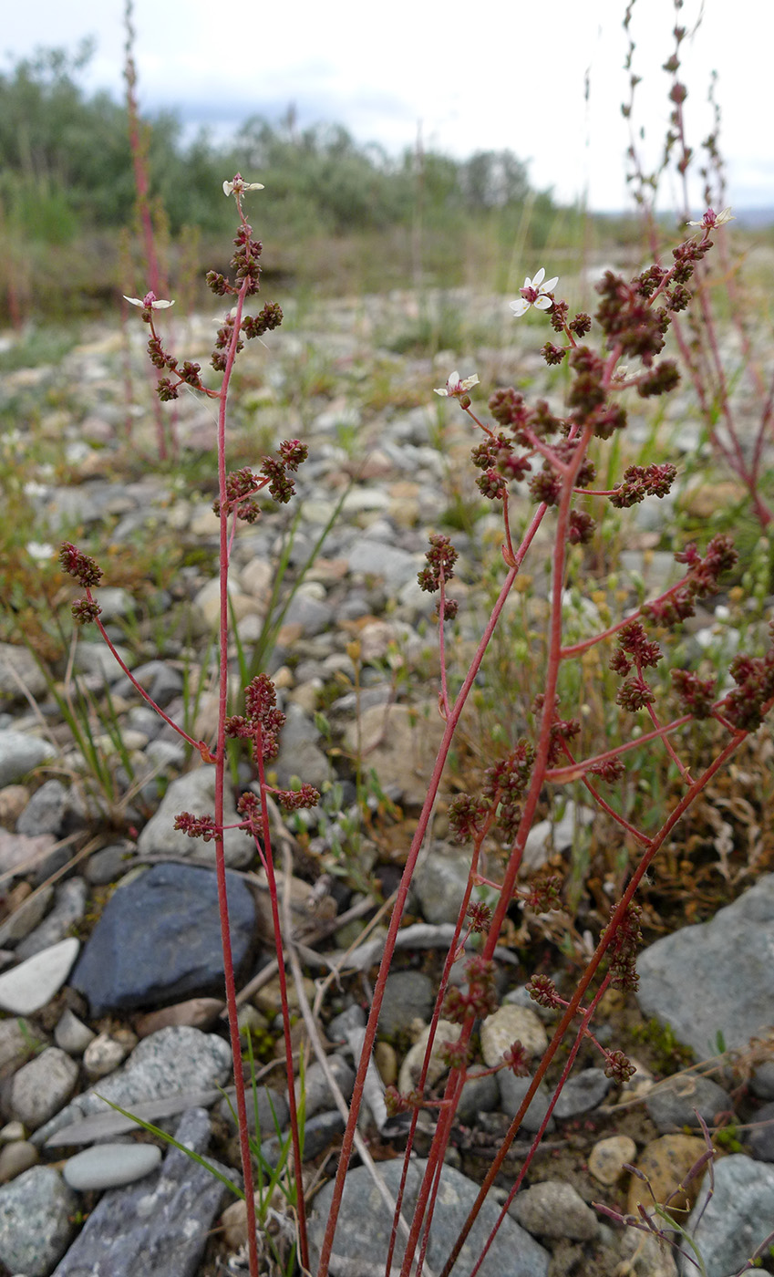 Image of Micranthes foliolosa specimen.
