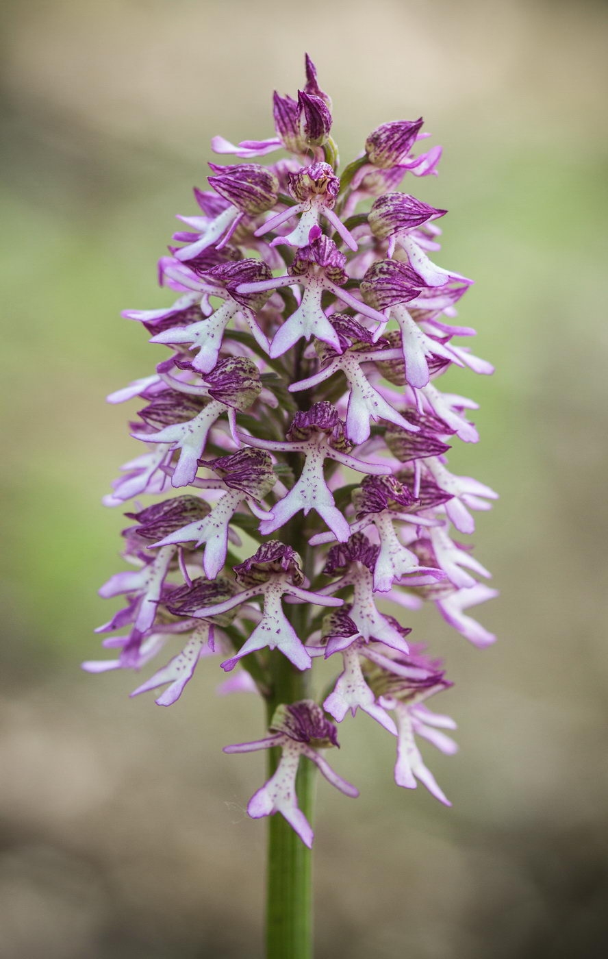 Image of Orchis purpurea ssp. caucasica specimen.