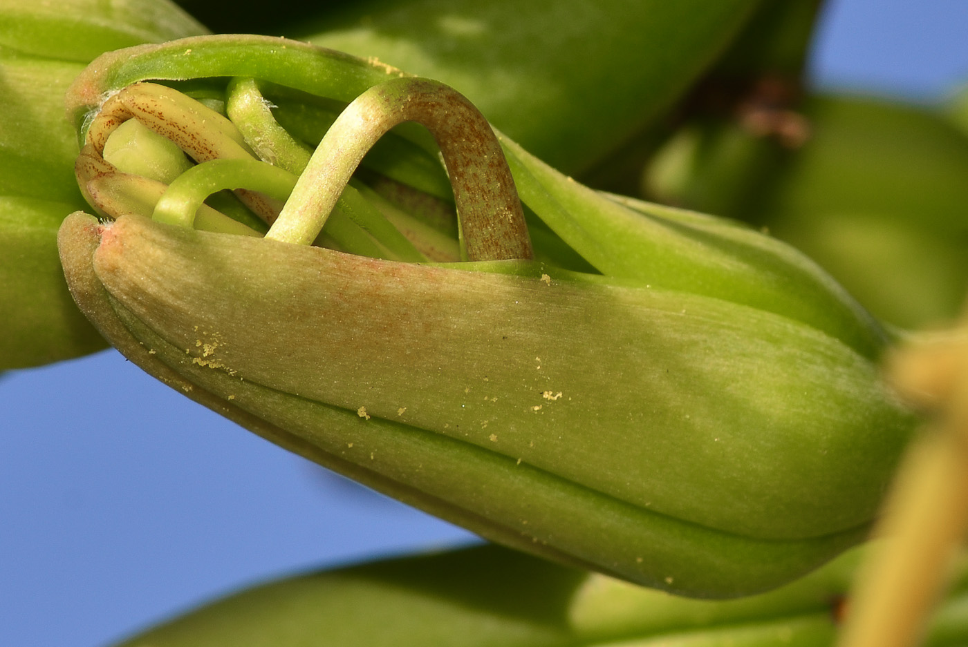 Изображение особи Agave americana.