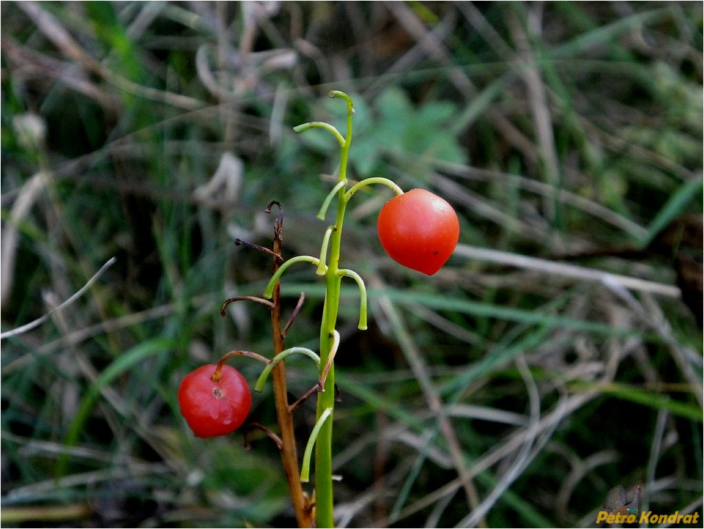 Изображение особи Convallaria majalis.