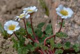 Callianthemum alatavicum