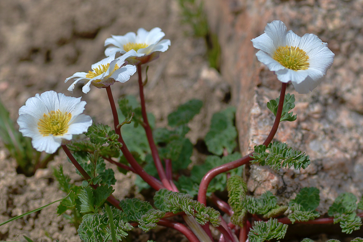 Изображение особи Callianthemum alatavicum.