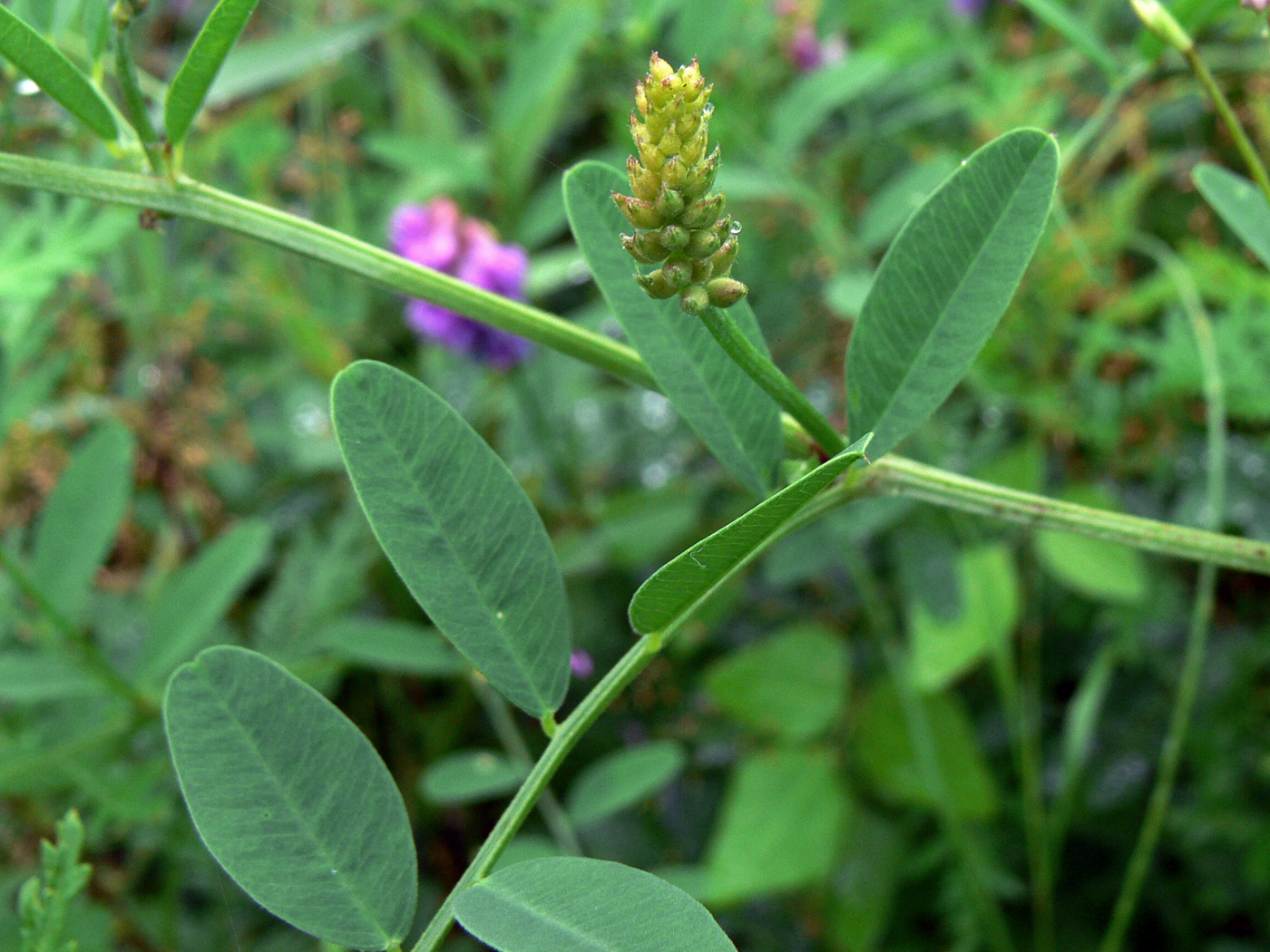 Изображение особи Vicia amurensis.