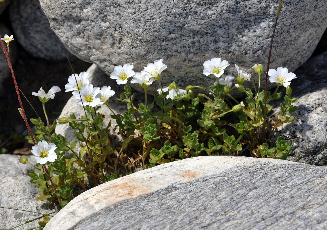 Image of Cerastium undulatifolium specimen.